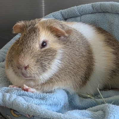 Bean, a light brown and white short-haired guinea pig