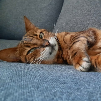 Indy, a brown and black Bengal