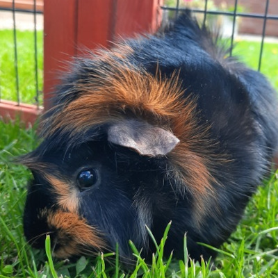 Jaff, a brown and black abyssinian pig