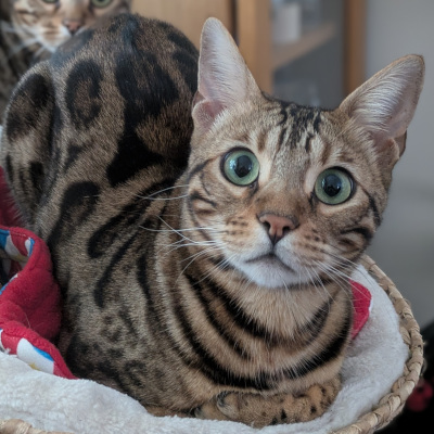 Kai, a brown and black Bengal