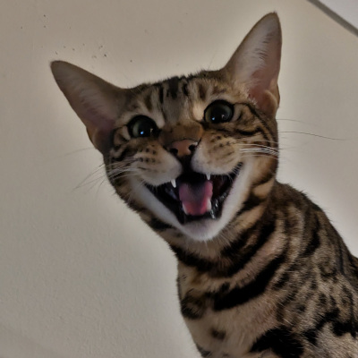 Kai, a brown and black Bengal smiles at the viewer
