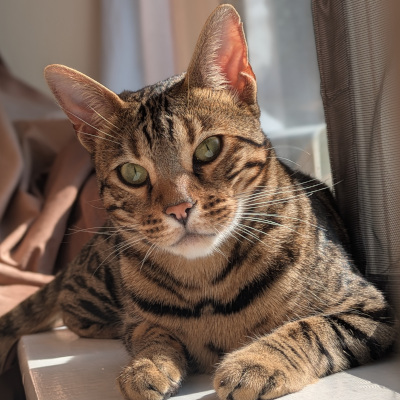 Koz, a brown and black Bengal