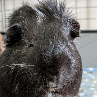 Sprout, a black and white long-haired guinea pig