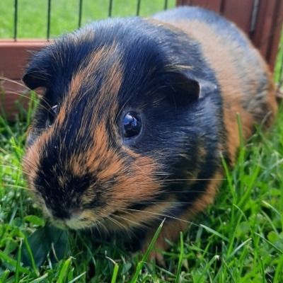 Terry, a brown and black short-haired pig