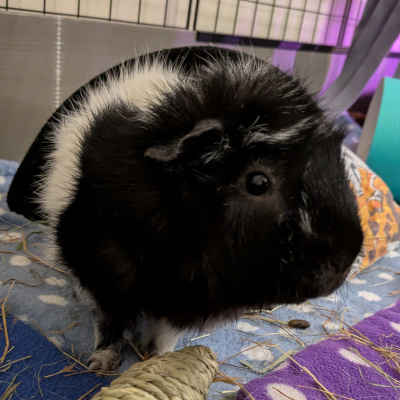 Zebby, a black and white abyssinian pig